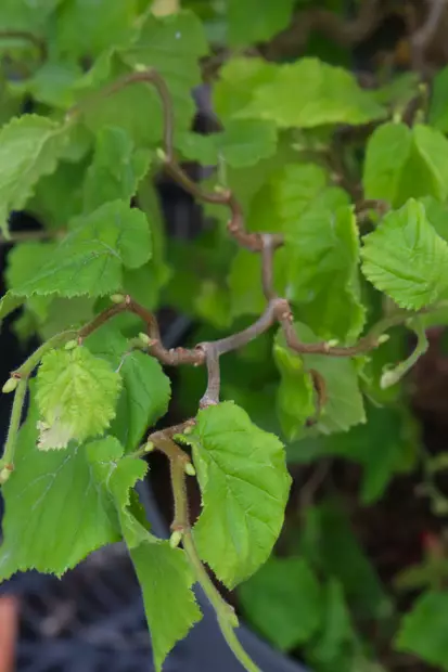 Corylus avellana 'Twister' - Muut koristepensaat - 104700 - 1
