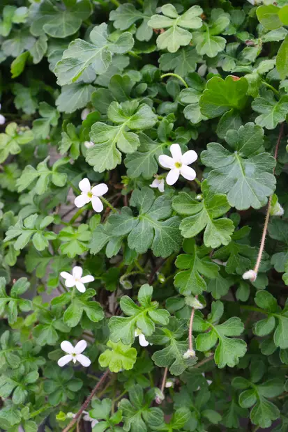 Ellisiophyllym - Muut kesäkukat - 104290 - 1