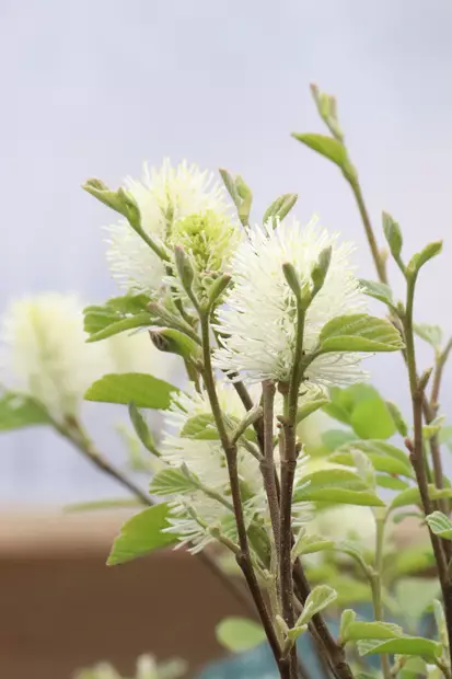 Fothergilla major - Muut koristepensaat - 104400 - 1