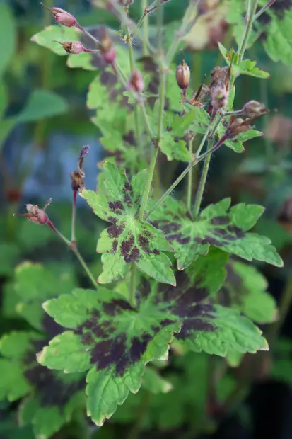 Geranium phaeum 'Samobor' - Kurjenpolvet - 101400 - 2