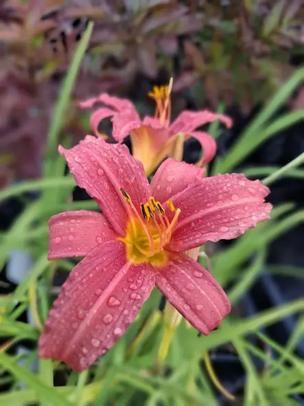 Hemerocallis 'Pink Damask' - Päivänliljat - 104110 - 1