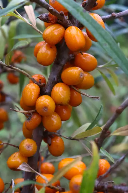 Hippophae rhamnoides 'Terhi' - Tyrnipensaat - 100690 - 1