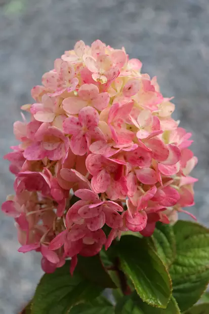 Hydrangea paniculata 'Little Lime Punch' - Hortensiat - 105090 - 1
