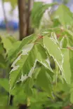 Acer negundo 'Flamingo' - Vaahterat - 100280 - 1