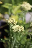 Achillea millefolium Crème de la Crème® - Muut perennat - 104410 - 2