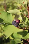 Amelanchier alnifolia 'Honeywood' - Muut marjapensaat - 104630 - 1