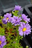 Aster dumosus 'Sinipilvi' - Muut perennat - 104470 - 1