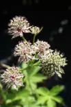 Astrantia major Florence® - Muut perennat - 104420 - 1
