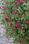 Chrysanthemum x grandiflora - Syyskukat - 105080 - 2