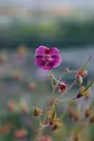 Geranium phaeum 'Samobor' - Kurjenpolvet - 101400 - 1