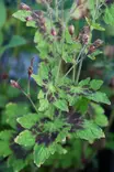 Geranium phaeum 'Samobor' - Kurjenpolvet - 101400 - 2