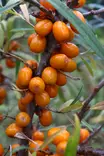 Hippophae rhamnoides 'Terhi' - Tyrnipensaat - 100690 - 1