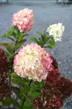Hydrangea paniculata 'Little Lime Punch' - Hortensiat - 105090 - 2
