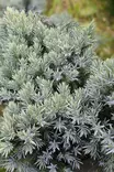 Juniperus squamata 'Blue star' - Katajat - 100480 - 1