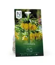Keisarinpikarililja 'Lutea' - Kukansipulit ja -mukulat - 105050 - 1