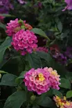 Lantana camara - Muut kesäkukat - 101610 - 1