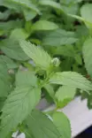 Mentha x piperita 'Swiss Mint' - Yrtit - 104880 - 1