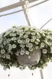 Petunia Calibrachoa (Million Bells) - Kukka-amppelit - 101680 - 1