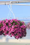 Petunia Calibrachoa (Million Bells) - Kukka-amppelit - 101680 - 2