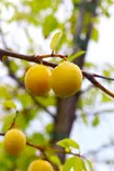 Prunus domestica subsp. insititia 'Wilma - Kirsikkaluumu-/Kriikunapuut - 100830 - 1