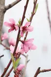 Prunus persica 'Peregrine' - Muut hedelmäpuut - 100850 - 1