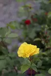Rosa 'Friesia' - Ryhmäruusut - 100380 - 1