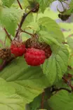 Rubus x binatus 'Heisa' FinE - Vadelmapensaat - 100560 - 1