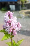 Syringa vulgaris 'Rose de Moscow' - Syreenit - 100200 - 1