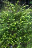 Tsuga canadensis - Muut Havukasvit - 100540 - 1