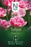 Tulppaani sipuli, 'Foxtrot' - Kukansipulit ja -mukulat - 105060 - 2