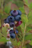 Vaccinium angustifolium 'Saani' - Mustikkapensaat - 100680 - 1