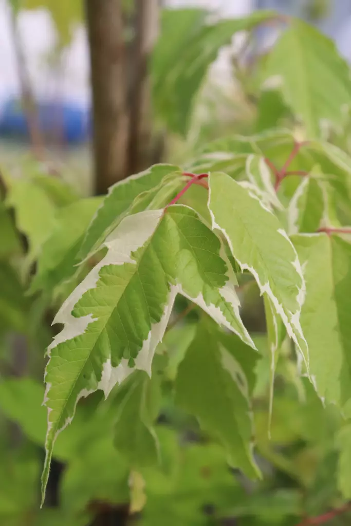 Acer negundo 'Flamingo' - Vaahterat - 100280 - 1