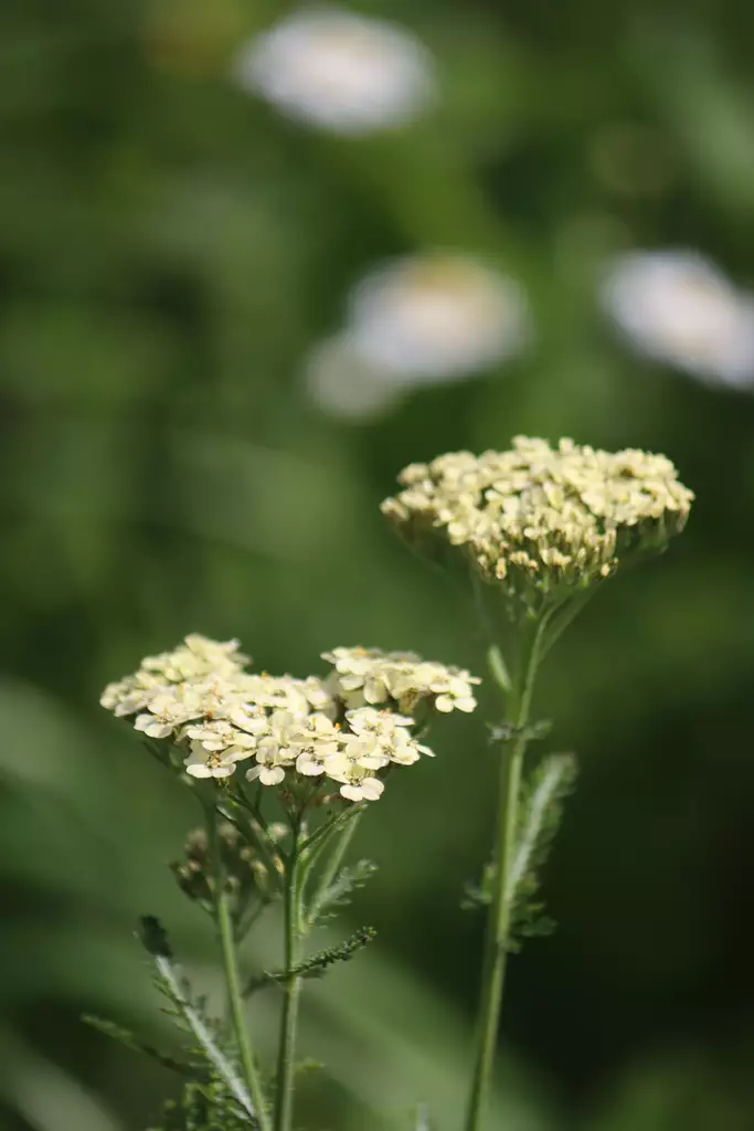 Achillea millefolium Crème de la Crème® - Muut perennat - 104410 - 1