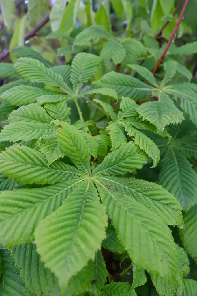 Aesculus hippocastanum - Muut puut - 104850 - 1
