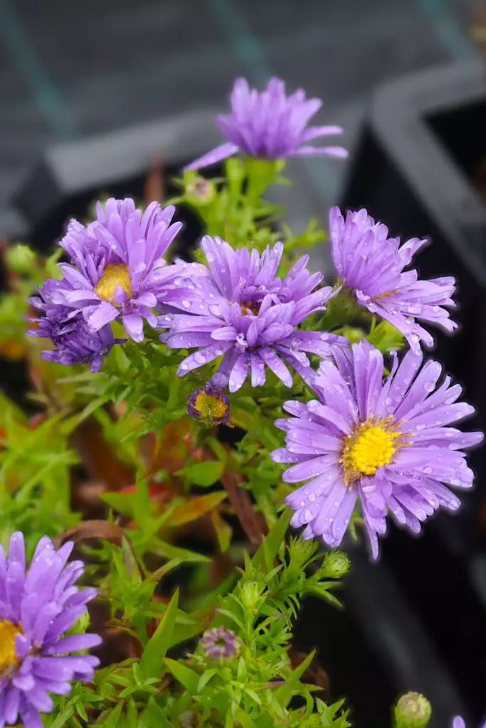 Aster dumosus 'Sinipilvi' - Muut perennat - 104470 - 1