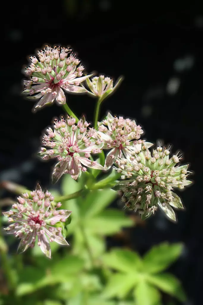 Astrantia major Florence® - Muut perennat - 104420 - 1