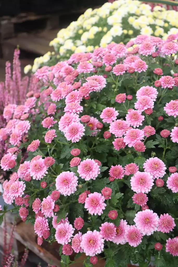 Chrysanthemum x grandiflora - Syyskukat - 105080 - 1
