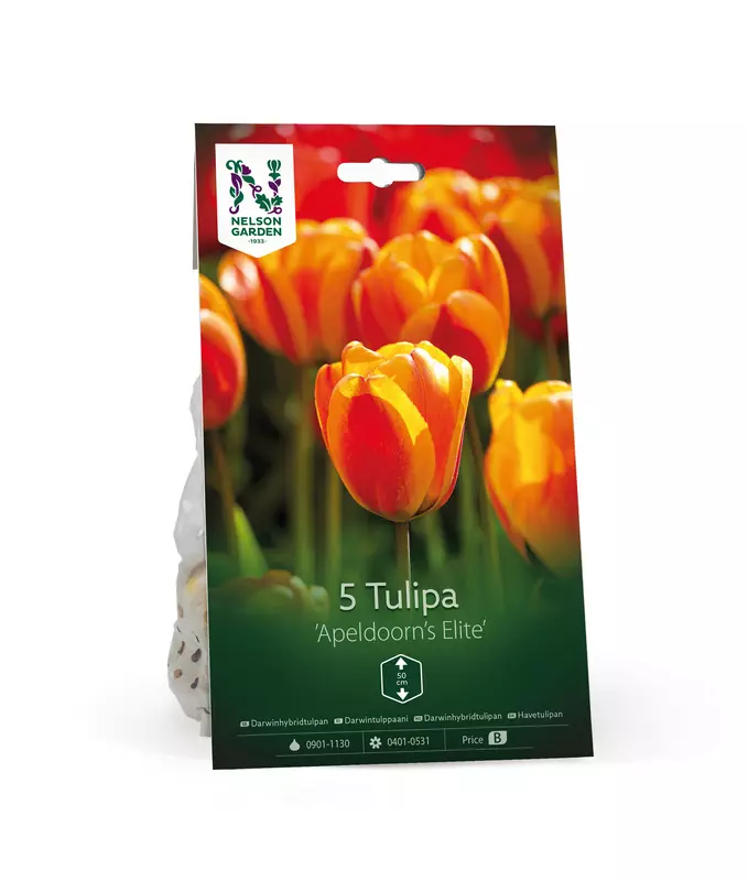 Darwintulppaani sipuli 'Apeldoorn's - Kukansipulit ja -mukulat - 105070 - 1