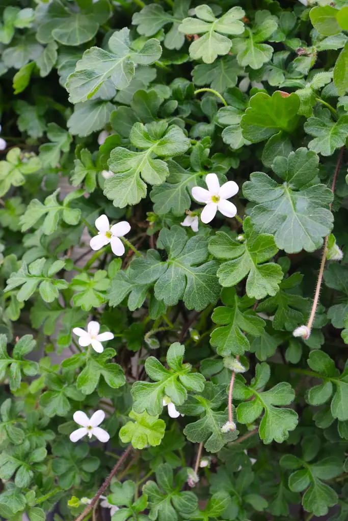 Ellisiophyllym - Muut kesäkukat - 104290 - 1