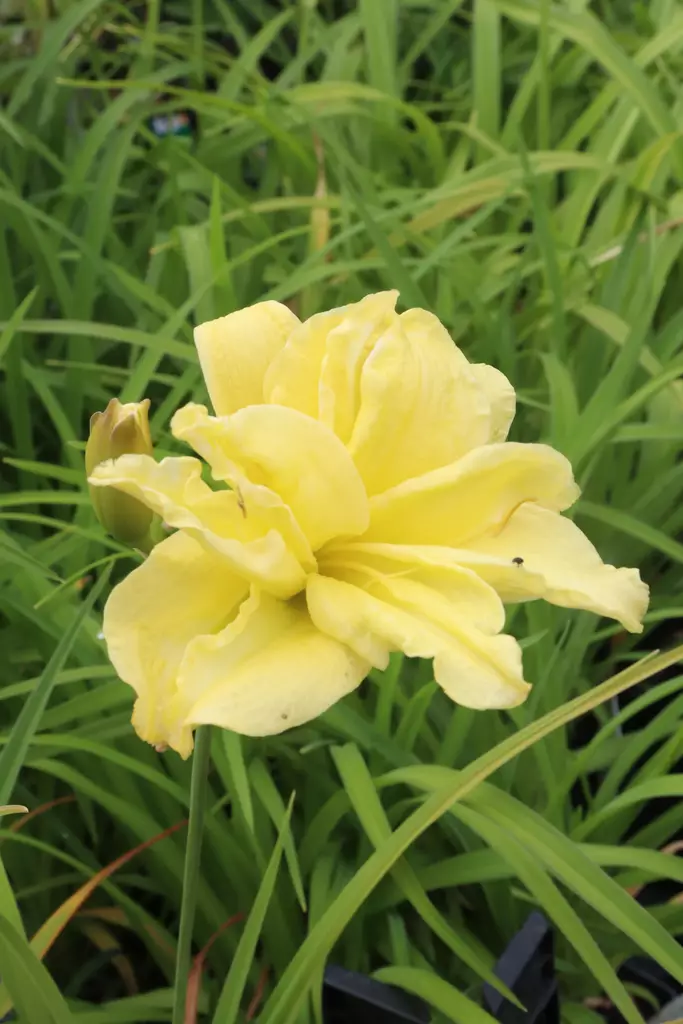 Hemerocallis 'Double River Wye' - Päivänliljat - 104430 - 1