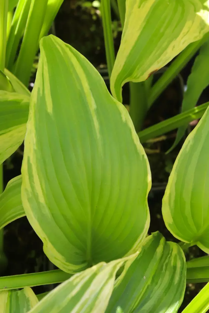 Hosta 'Ebb Tide' - Kuunliljat - 104920 - 1