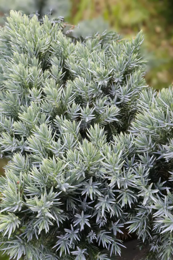 Juniperus squamata 'Blue star' - Katajat - 100480 - 1