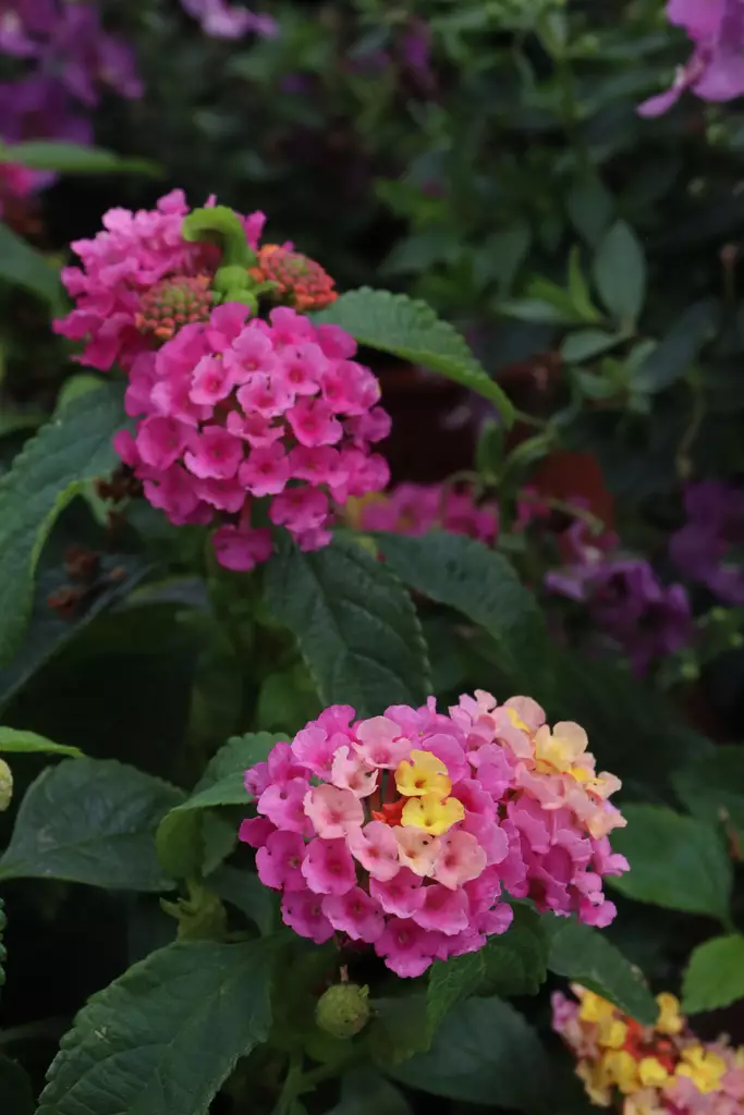 Lantana camara - Muut kesäkukat - 101610 - 1