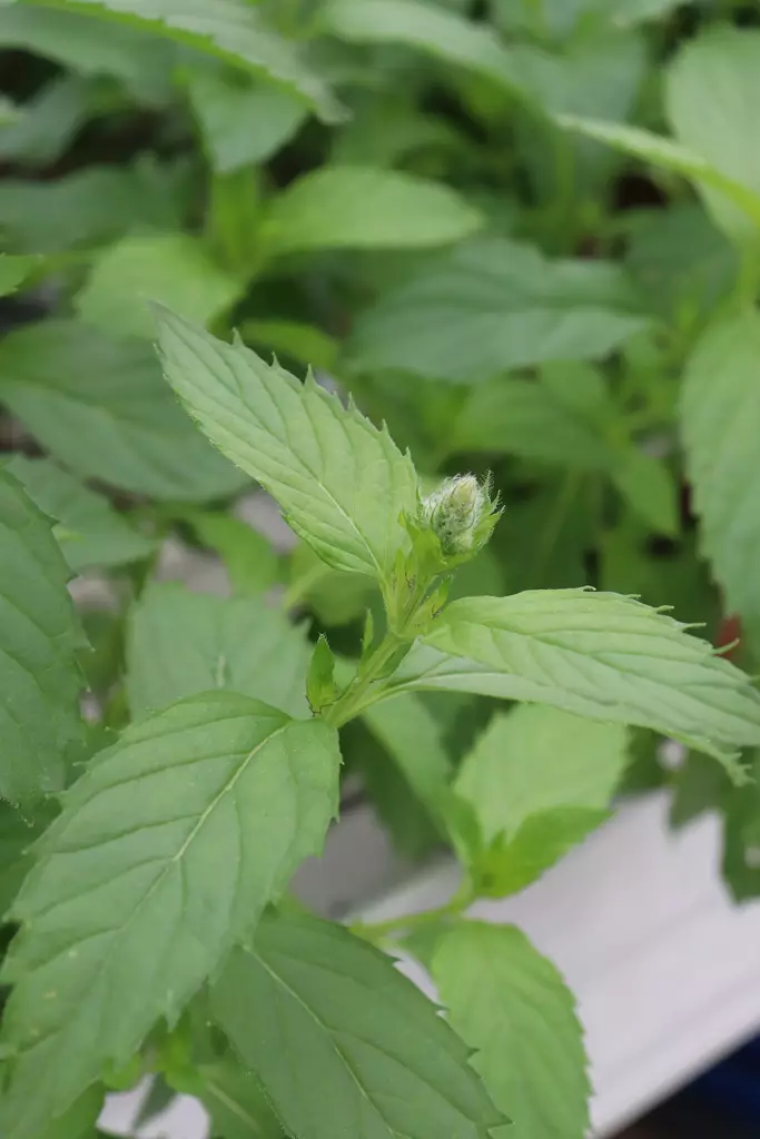 Mentha x piperita 'Swiss Mint' - Yrtit - 104880 - 1