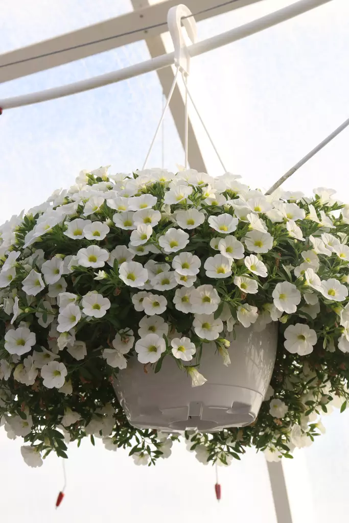 Petunia Calibrachoa (Million Bells) - Kukka-amppelit - 101680 - 1