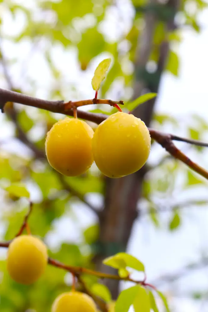 Prunus domestica subsp. insititia 'Wilma - Kirsikkaluumu-/Kriikunapuut - 100830 - 1