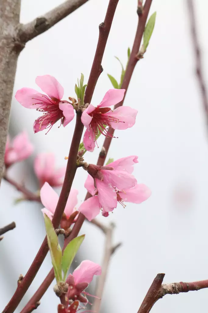 Prunus persica 'Peregrine' - Muut hedelmäpuut - 100850 - 1
