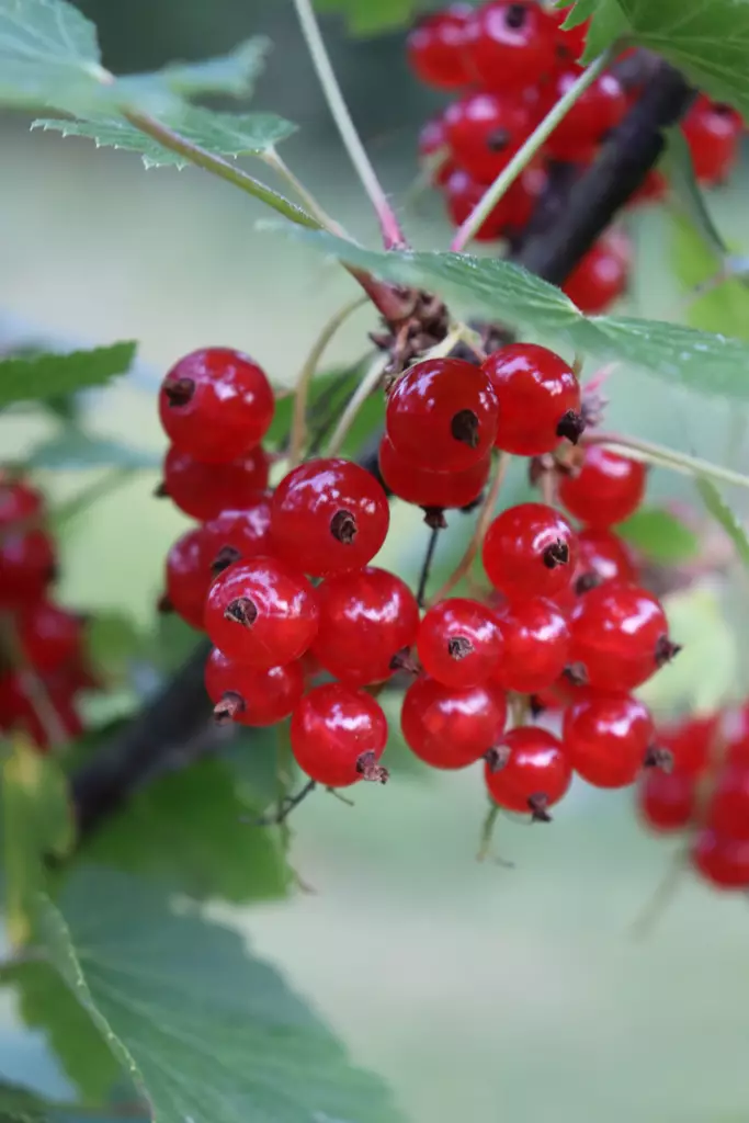 Ribes rubrum 'Punainen hollantilainen' - Herukkapensaat - 100600 - 1