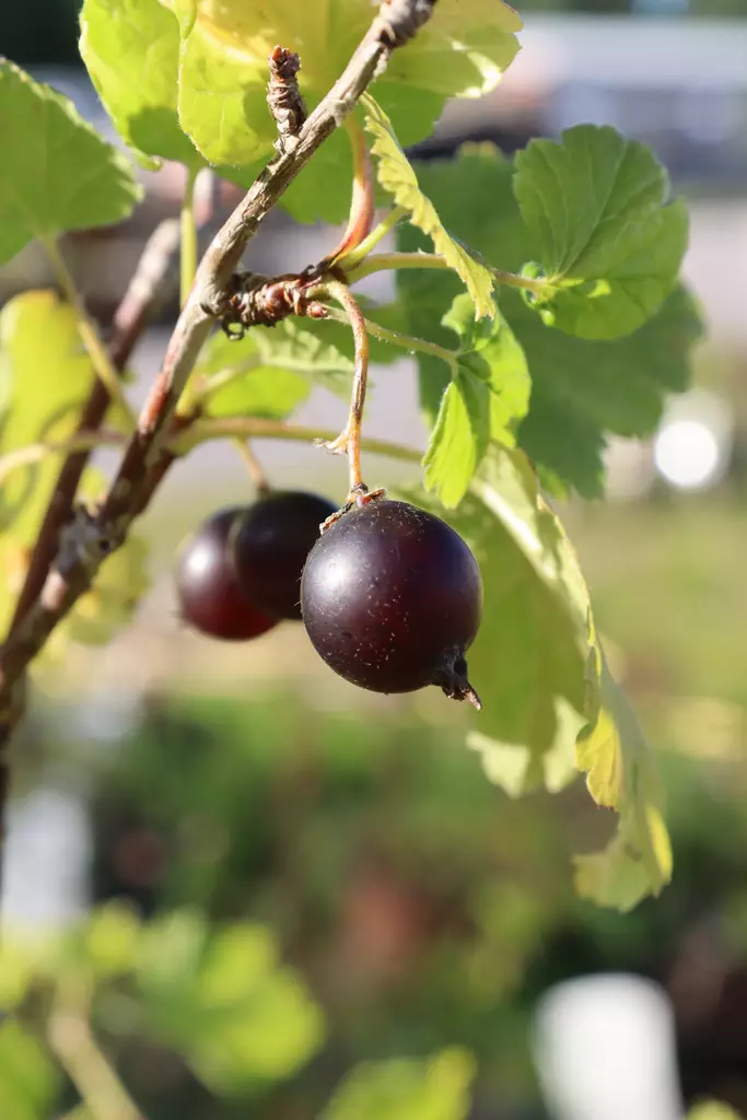 Ribes x nidigrolaria 'Josta' - Herukkapensaat - 104200 - 1
