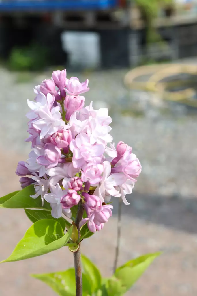 Syringa vulgaris 'Rose de Moscow' - Syreenit - 100200 - 1